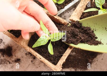 les plantules de poivre de plantes d'agriculteur plongées au printemps Banque D'Images