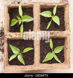 les plantules de poivre de plantes d'agriculteur plongées au printemps Banque D'Images