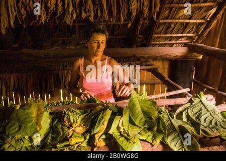 Cuba, Choisir des feuilles de tabac pour fabriquer des cigares Banque D'Images