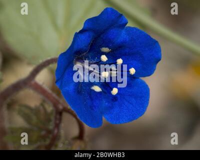 La fleur bleue profonde de la fleur sauvage Desert Blue Bells originaire de l'Arizona. Banque D'Images