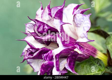 Gros plan sur la fleur de Trumpet de Belle Angel, dans le sud, violette, sur fond vert Banque D'Images