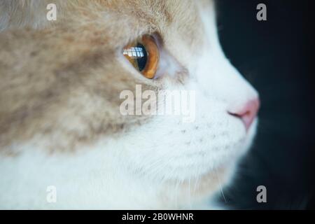 Gros plan de chat domestique avec de beaux yeux bruns regardant loin Banque D'Images