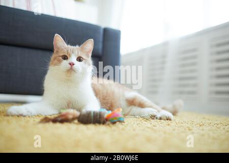 Chat rouge domestique allongé sur le sol avec son jouet et se reposant dans la chambre à la maison Banque D'Images