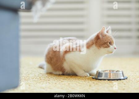 Chat domestique assis sur le sol avec son bol et il va manger le repas Banque D'Images