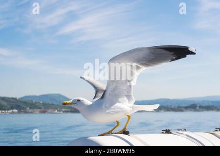 Seagull vigilant avec ailes écartées, floppées et préparées pour voler sur fond bleu mer et ciel. Oiseaux Laridae qui montent au-dessus de l'océan. Banque D'Images