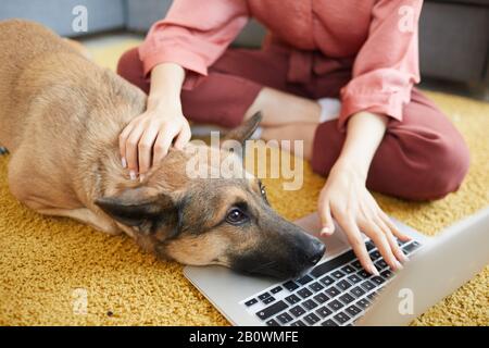 Gros plan de la jeune femme assise sur le tapis dactylographiant sur ordinateur portable et petant son joli chien à la maison Banque D'Images