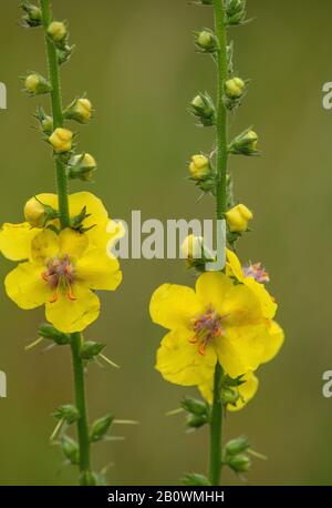 Molllein, Verbascum blattaria - une plante bisannuelle en fleur, en champ arable. Banque D'Images