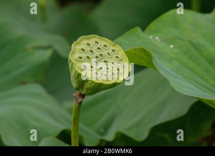 lotus indien ou lotus sacré, Nelumbo nucifera, avec des fleurs et des fruits, en fleur dans l'étang. Banque D'Images