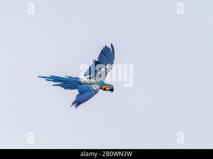 Macaw bleu et jaune, Ara ararauna, en vol. Espèce De Perroquet Sud-Américain. Banque D'Images