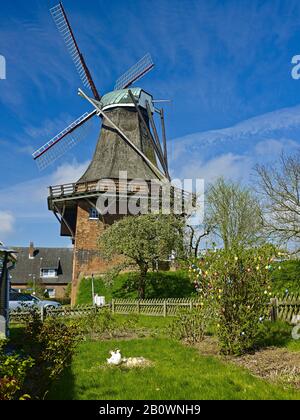 Moulin Aurora avec cerisier fleuri à Borstel, district de Jork, Altes Land, district de Stade, Basse-Saxe, Allemagne, Europe Banque D'Images