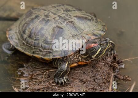 Tortue d'étang espagnole, Mauremys leprosa, dans l'étang, France. Banque D'Images