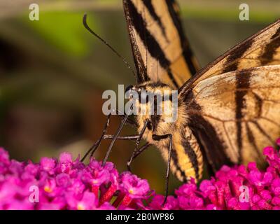 Gros plan d'un papillon canadien à queue d'allowtail, Papilio canadensis, se nourrissant de nectar produit par des fleurs de buisson de papillon (espèces de Bouddlea) Banque D'Images