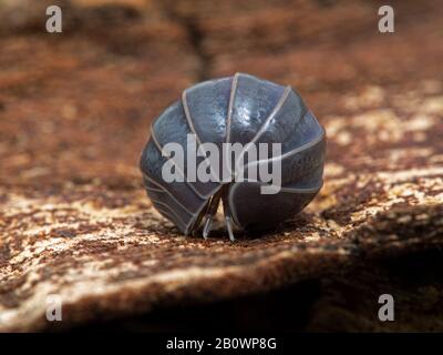 Isopodes terrestres (Armadillo officinalis) se décurling de la balle serrée dans laquelle il s'est roulé pour la protection. Communément appelé le pillage chêne-bois Banque D'Images