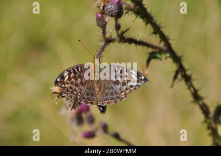 Fritillary, Argynnis paphia, papillon, variante féminine 'valezina', bois, juillet et août, Somerset, Royaume-Uni Banque D'Images