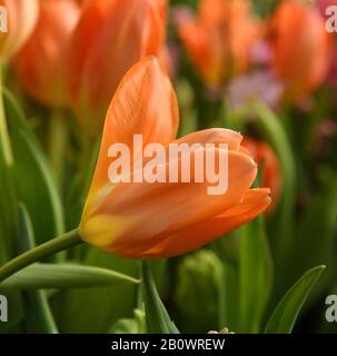 Bel empereur tulipe orange, brillant carotte-orange avec intérieur plus sombre parsemé de base jaune pâle, de buttercup et d'anthères noires Banque D'Images