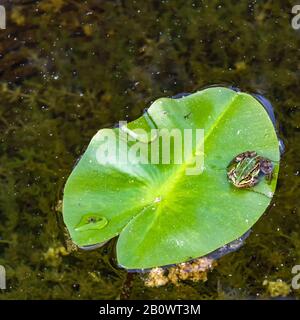 Une grenouille est assise sur un coussin de lys Banque D'Images