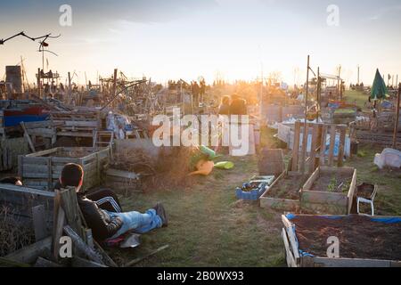 Jardin de quartier Schillerkiez, jardinage urbain sur Tempelhofer Freiheit, Parc Tempelhofer sur l'ancien aérodrome de Tempelhof, Tempelhof, Berlin, Allemagne, Europe Banque D'Images