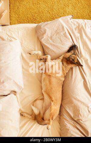 Vue à grand angle du jeune berger allemand se reposant sur le lit de sa propriétaire alors qu'il est absent dans la chambre Banque D'Images