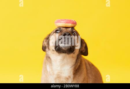 Image d'un berger allemand formé avec un beignet sur sa tête en attendant l'ordre isolé sur le fond jaune Banque D'Images