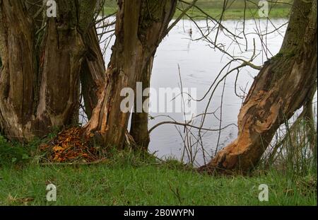 Des signes d'activité de castor, des arbres naillés, sur la rive DE la rivière hollandaise Drensche A. Banque D'Images