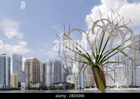 Vue Sur Brickell, Brickell Financial District, Miami Downtown, Miami, Floride, États-Unis, Banque D'Images