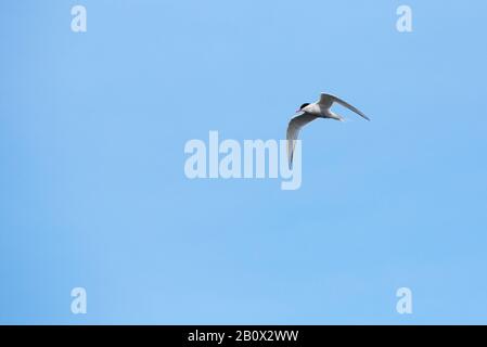 Antartern, Sterna vittata sur l'île du roi George dans les îles Shetland du Sud, en Antarctique. Banque D'Images