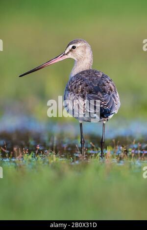 Godwit hudsonien pendant la migration d'automne Banque D'Images