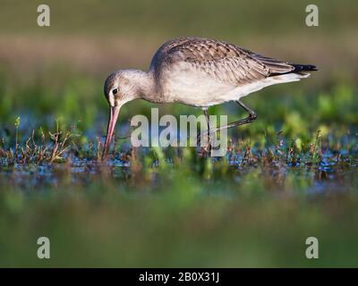 Godwit hudsonien pendant la migration d'automne Banque D'Images