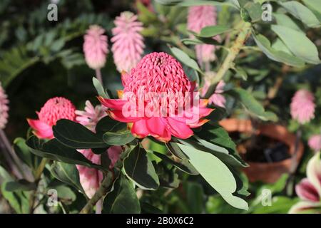 Protea Talopea Shady Lady Crimson, Giant Houseplant Takeover, Glasshouse, Rhs Garden Wisley, Woking, Surrey, Angleterre, Grande-Bretagne, Royaume-Uni, Europe Banque D'Images