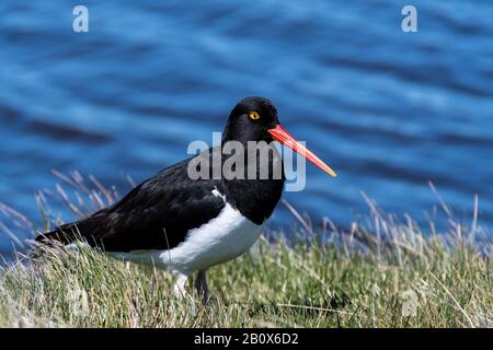 Magellanic Oysteratcher, Haematopus Leucopodus, Se Tenant Sur L'Île Sea Lion, Les Îles Falkland, L'Océan Atlantique Sud Banque D'Images