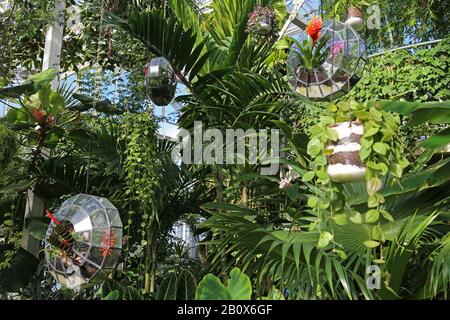 Terrariums, Géant Houseplant Takeover, Tropical Zone, Glasshouse, Rhs Garden Wisley, Woking, Surrey, Angleterre, Grande-Bretagne, Royaume-Uni, Royaume-Uni, Europe Banque D'Images