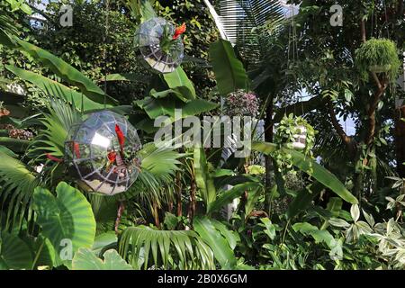 Terrariums, Géant Houseplant Takeover, Tropical Zone, Glasshouse, Rhs Garden Wisley, Woking, Surrey, Angleterre, Grande-Bretagne, Royaume-Uni, Royaume-Uni, Europe Banque D'Images