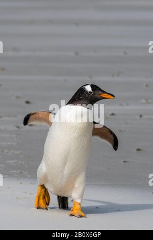 Mignon sauvage, adulte Gentoo Penguin, Pygoscellis papouasie, marchant vers la caméra, île Saunders, îles Falkland, Océan Atlantique Sud Banque D'Images