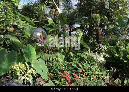 Terrariums, Géant Houseplant Takeover, Tropical Zone, Glasshouse, Rhs Garden Wisley, Woking, Surrey, Angleterre, Grande-Bretagne, Royaume-Uni, Royaume-Uni, Europe Banque D'Images