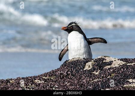 Southern Rockhopper Penguin, Eudyptes (chrysocome) chrysocome, debout sur la rive à la Neck of Saunders Island, îles Falkland Banque D'Images
