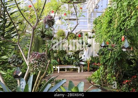 Terrariums, Géant Houseplant Takeover, Tropical Zone, Glasshouse, Rhs Garden Wisley, Woking, Surrey, Angleterre, Grande-Bretagne, Royaume-Uni, Royaume-Uni, Europe Banque D'Images