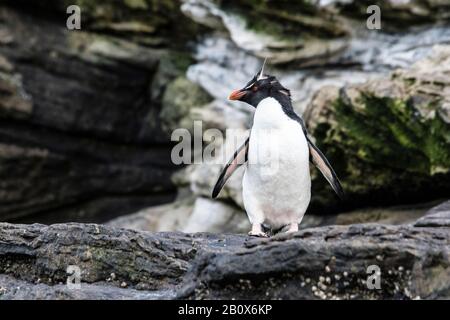 South Rockhopper Penguin, Eudyptes (chrysocome) chrysocome, debout sur les falaises au cou de l'île Saunders, îles Falkland, Atlantique Sud Banque D'Images