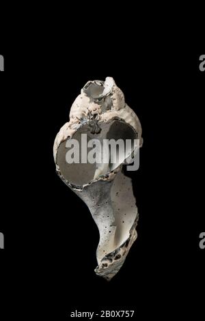 Les restes d'une coquille vide de buccin, Buccinum undatum, s'est lavé sur une plage de sable. Dorset Angleterre Royaume-Uni GB Banque D'Images