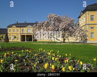 Orangery avec tulipes et magnolias en fleurs, Gera, Thuringe, Allemagne, Banque D'Images