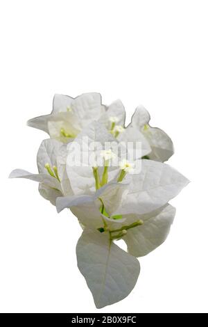 Fleur blanche isolée sur fond blanc, À Bloom. Banque D'Images