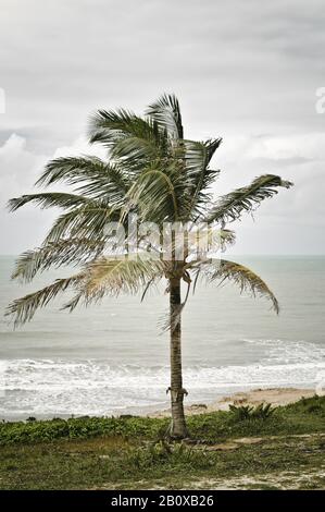 Palmier sur la plage Praia do Amor, Praia da Pipa, Rio Grande do Norte, Brésil, Amérique du Sud, Banque D'Images