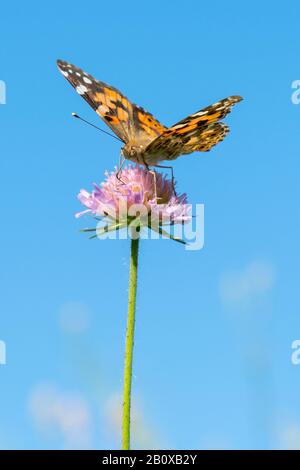 Papillon sur une fleur pourpre contre le ciel bleu. photo verticale. Banque D'Images