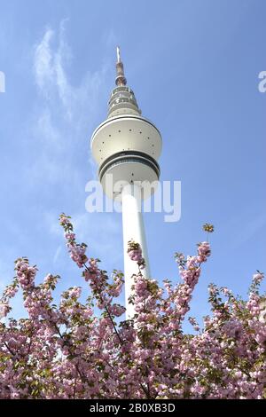 Tour de télévision derrière cerisier, Heinrich-Hertz Tower, Neue Messe, Hambourg, Allemagne, Banque D'Images