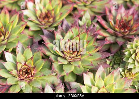 Echeveria agavoides «Red Edge». Banque D'Images