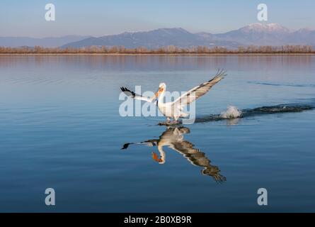 Dalmatien Pelican (Pelecanus crispus) se reflète dans le lac Kerkini, dans le nord de la Grèce et sur le point de atterrir. Banque D'Images