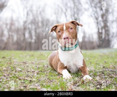 Un chien de race mixte rouge et blanc de Pit Bull Terrier allongé dans l'herbe à l'extérieur Banque D'Images