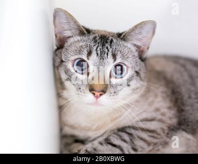 Un chat domestique de shorthair légèrement croisé avec une expression nerveuse et des élèves dilatés Banque D'Images