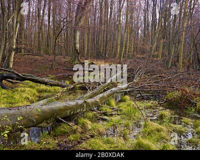 Forêt Marécageuse Dans Le Parc National De Jasmund, Île De Ruegen, Mecklembourg-Poméranie-Occidentale, Allemagne, Banque D'Images