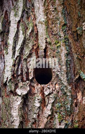 Trou d'oiseau de pic dans un arbre Banque D'Images