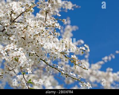Prunus cerasifera, arbre de prune sauvage à fleurs, au printemps Banque D'Images
